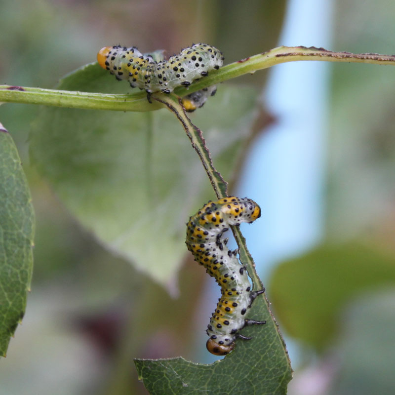 identificazione bruchi: Arge ochropus